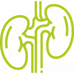Kidney